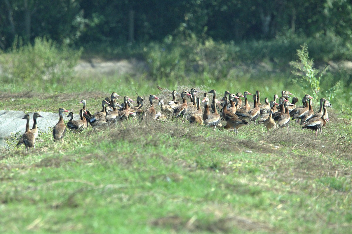 Black-bellied Whistling-Duck - ML630590549
