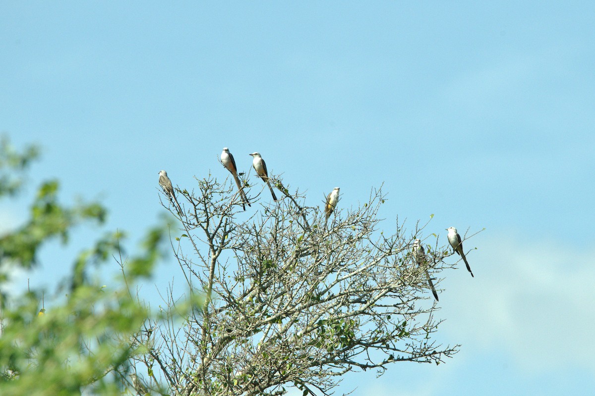 Scissor-tailed Flycatcher - ML630590555