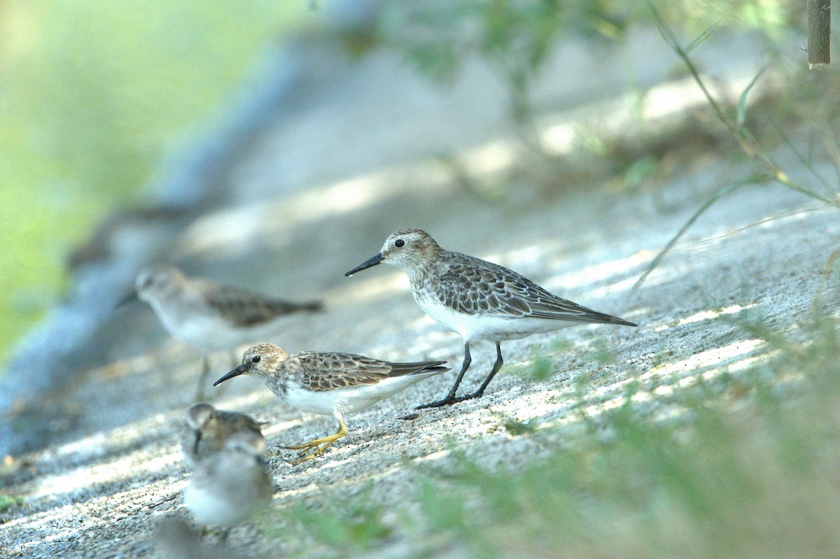 Baird's Sandpiper - ML630590569