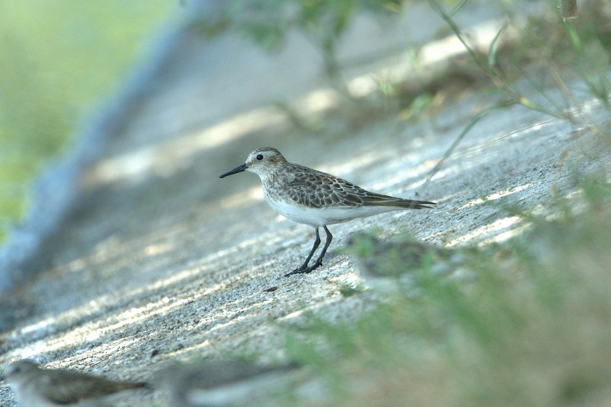 Baird's Sandpiper - ML630590575