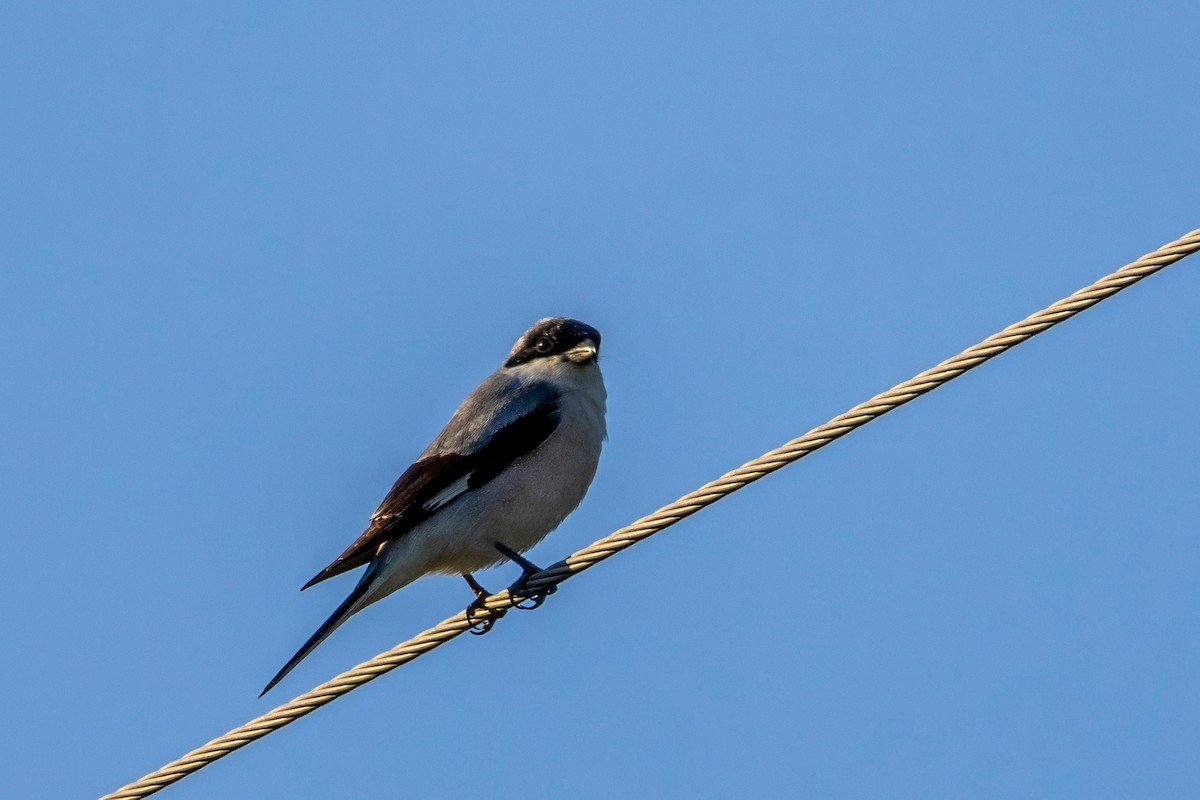 Lesser Gray Shrike - ML630590621