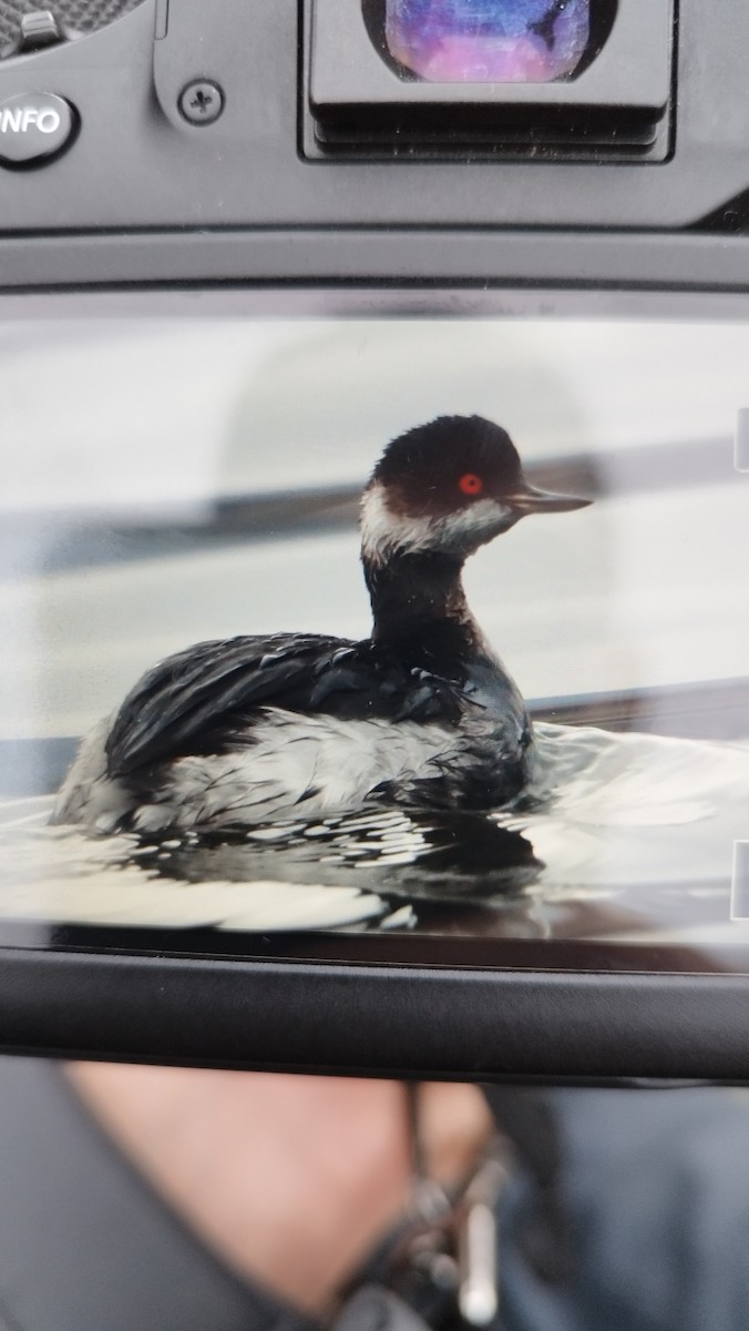 Eared Grebe - ML630591198