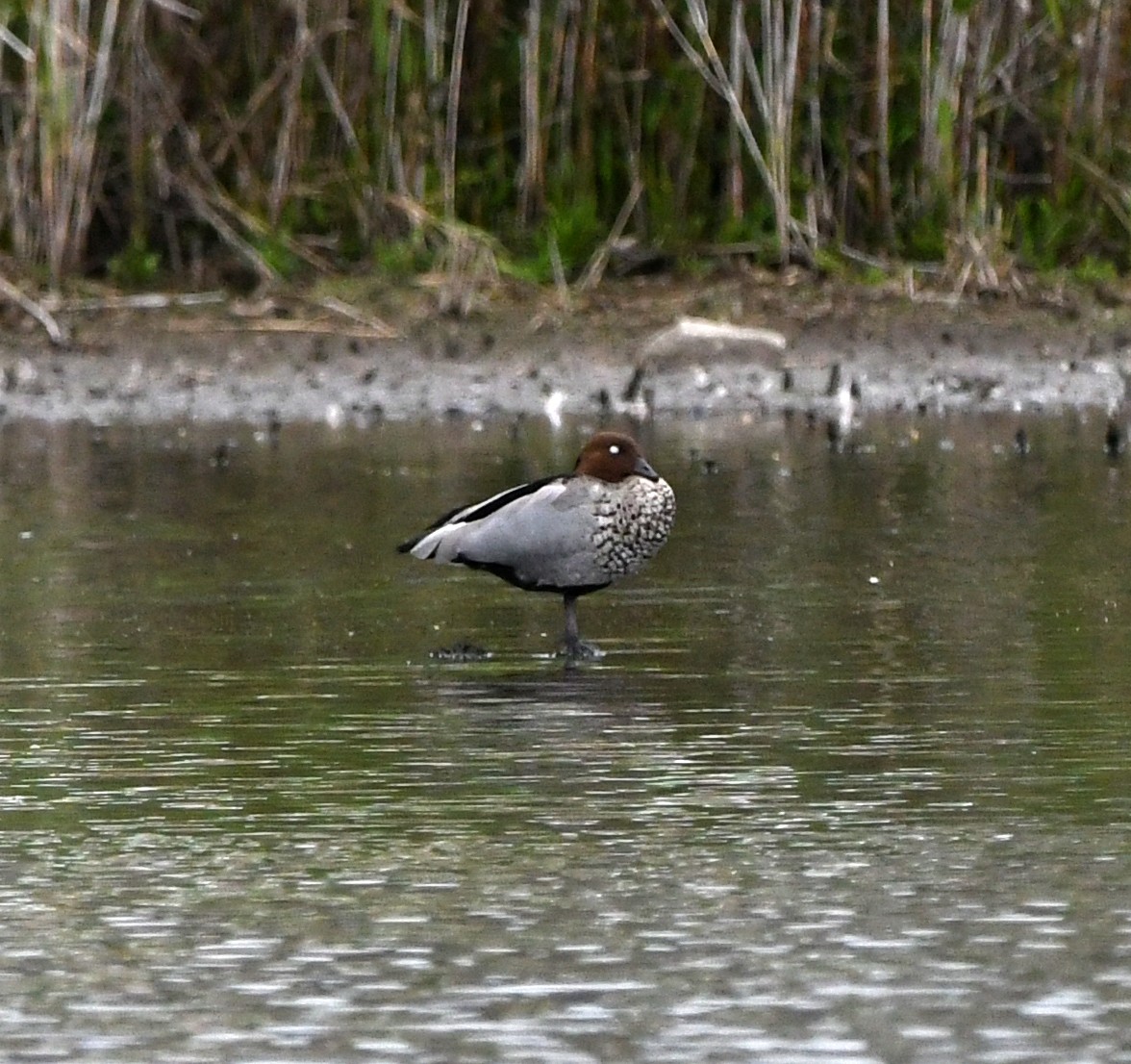 Maned Duck - ML630591650
