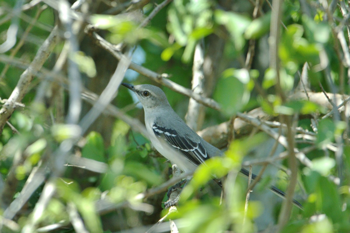 Tropical Mockingbird - ML630591692