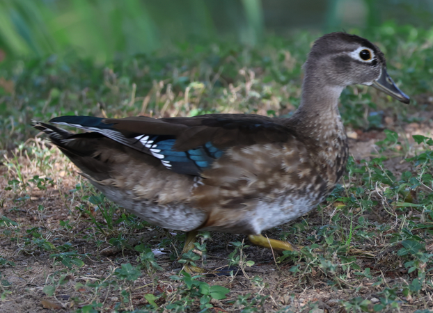 Wood Duck - ML630591708