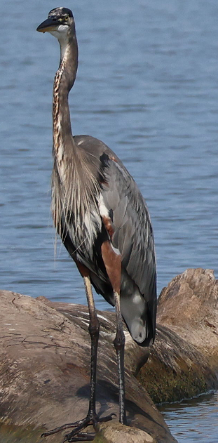 Great Blue Heron - ML630591723
