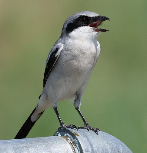 Loggerhead Shrike - ML630591729