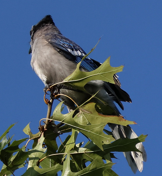 Blue Jay - ML630591739