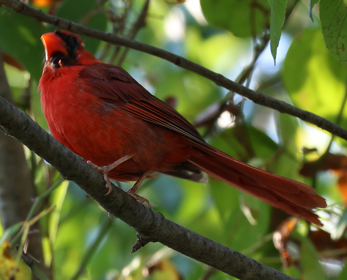 Northern Cardinal - ML630591751