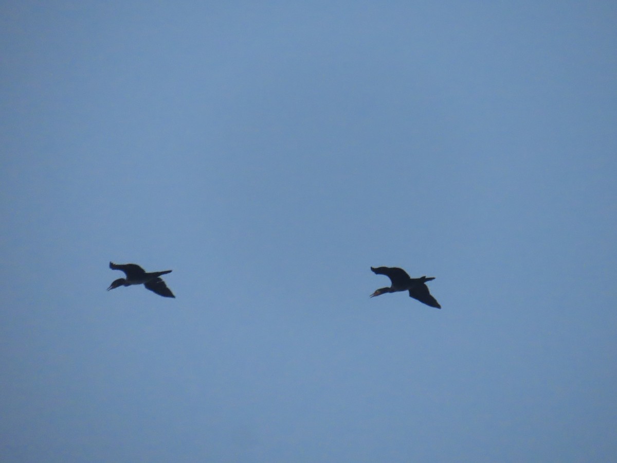 Great Cormorant - ML630591862