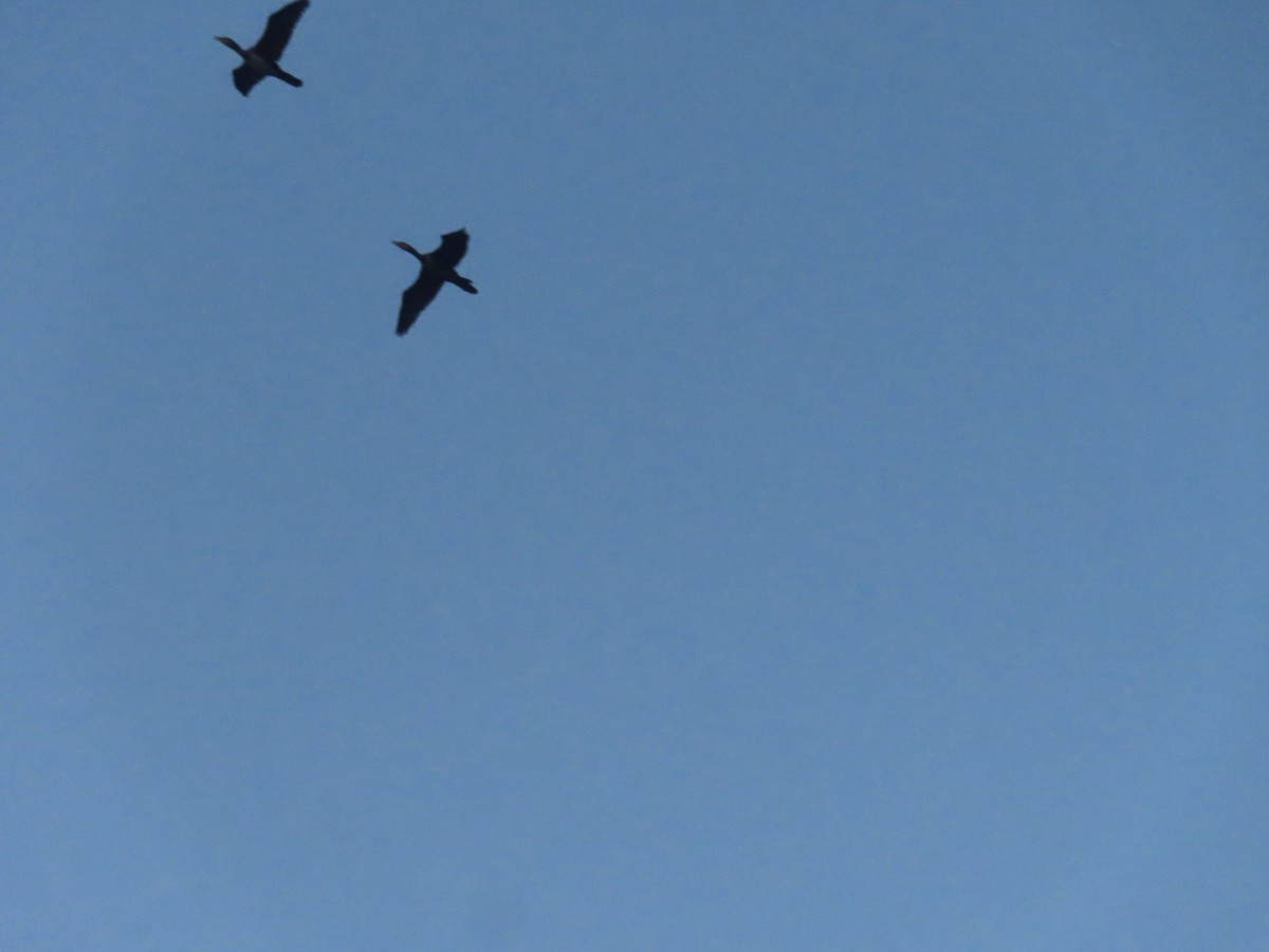 Great Cormorant - ML630591863