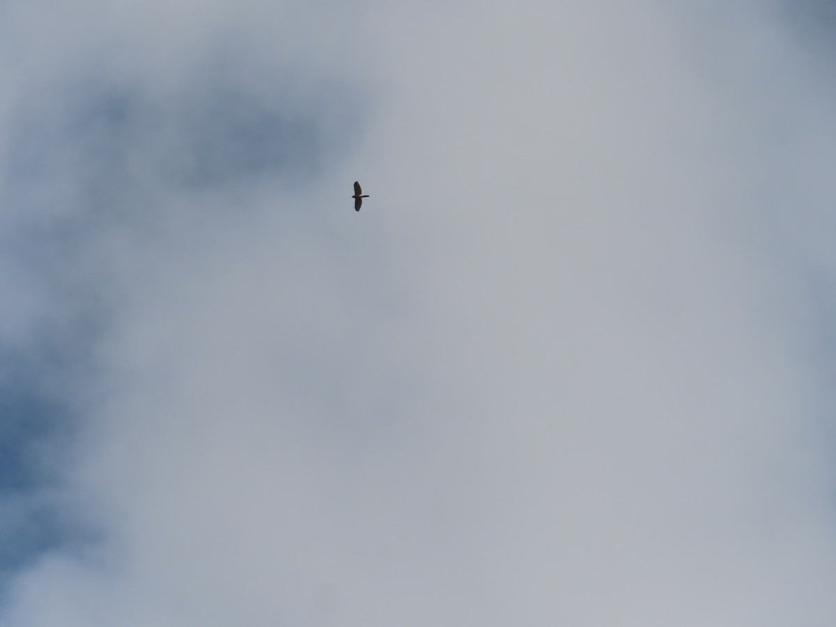 Shikra - ML630591904