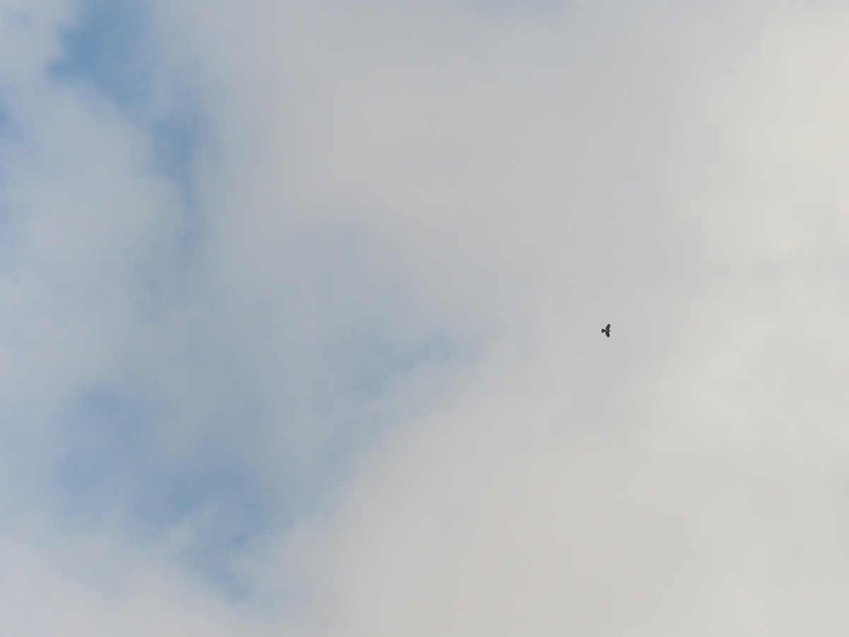 Shikra - ML630591905