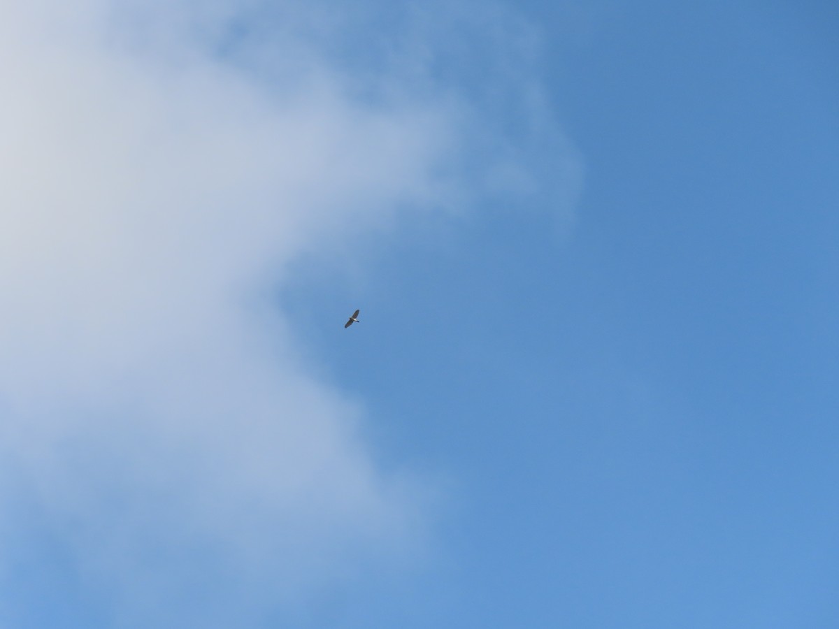 Shikra - ML630591910