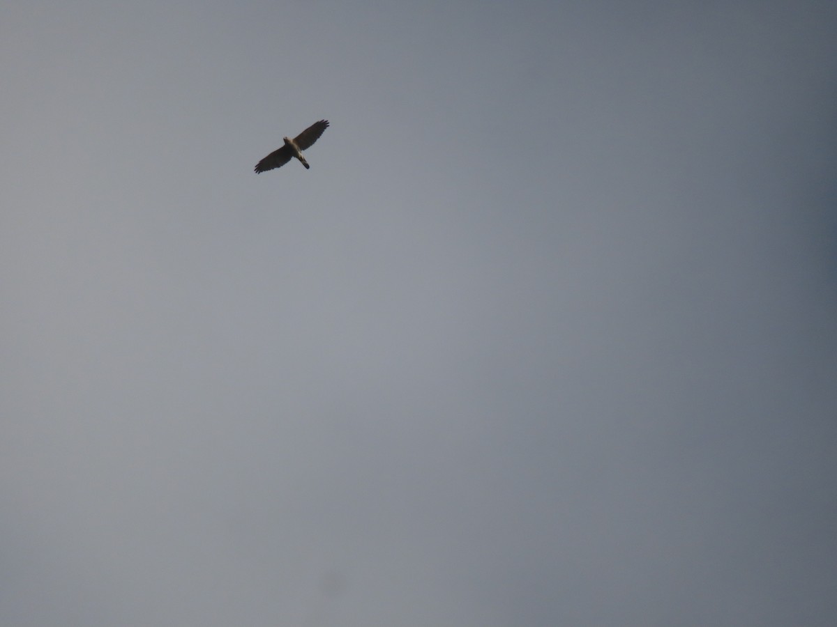 Shikra - ML630591911