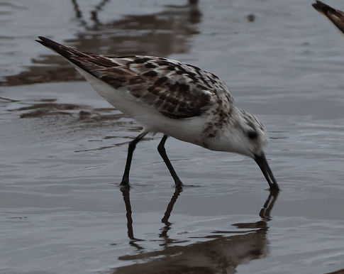 Sanderling - ML630591938