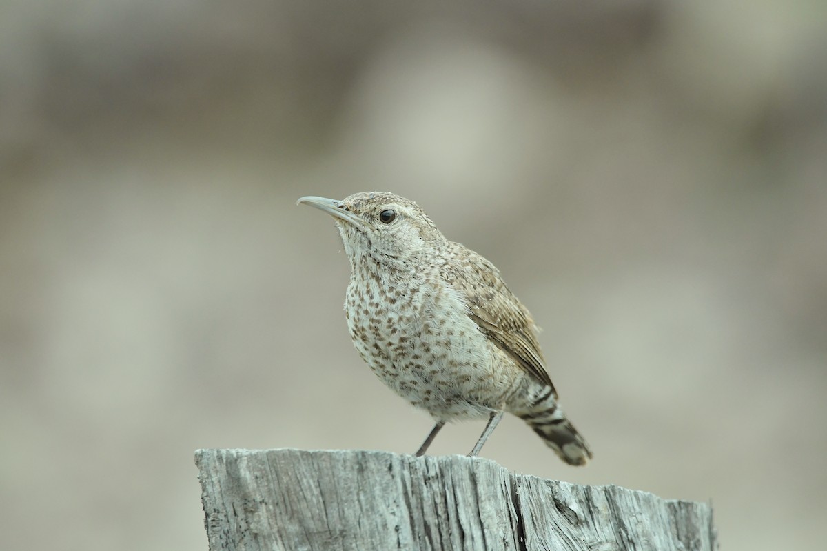 Rock Wren (Central American) - ML630591962