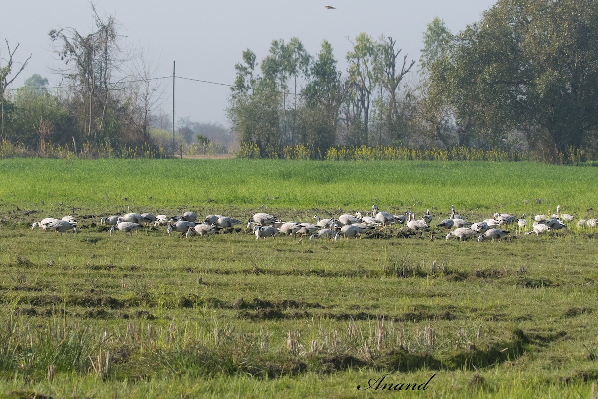 Oca indiana - ML630592105