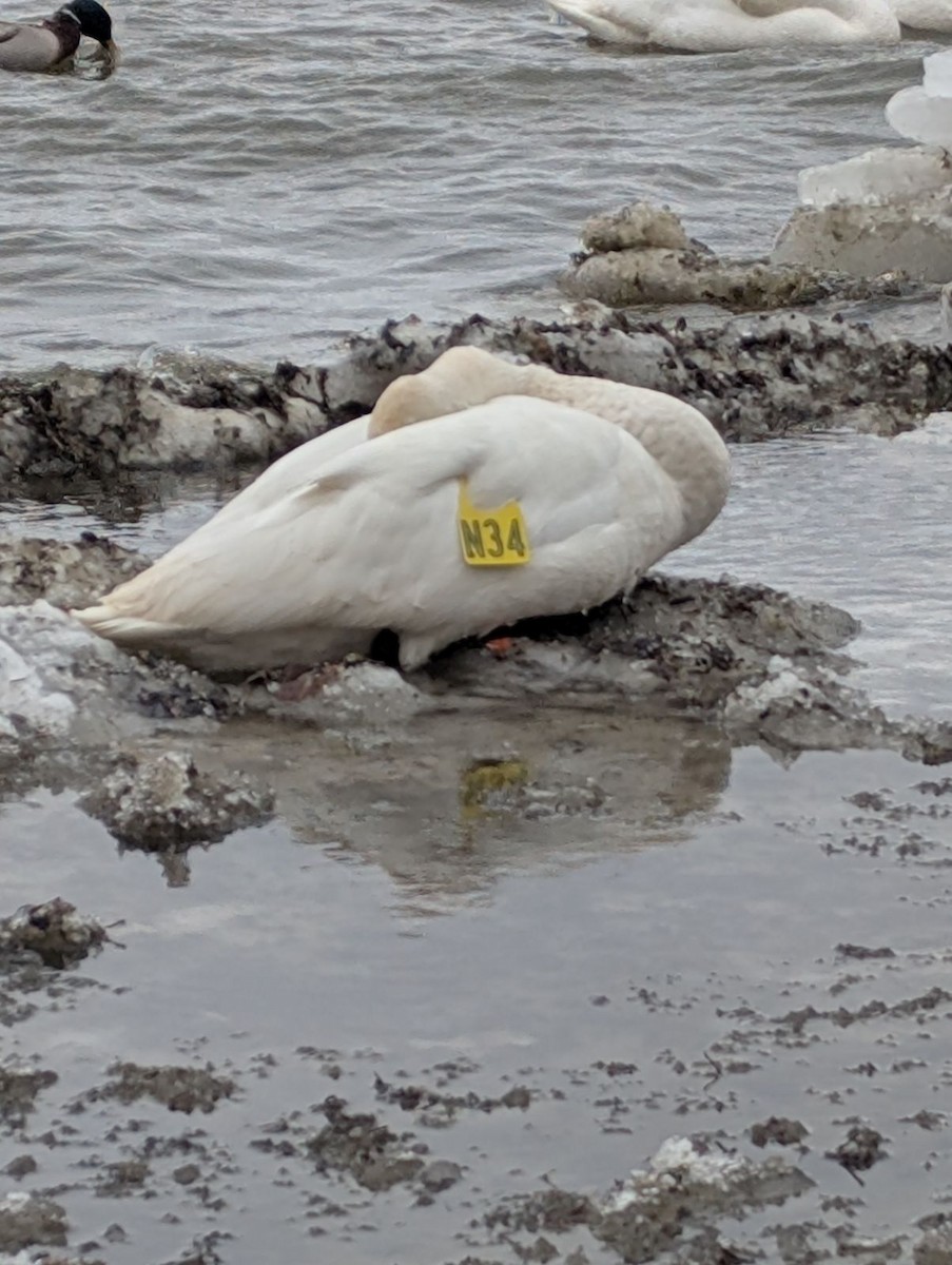 Trumpeter Swan - ML630592301