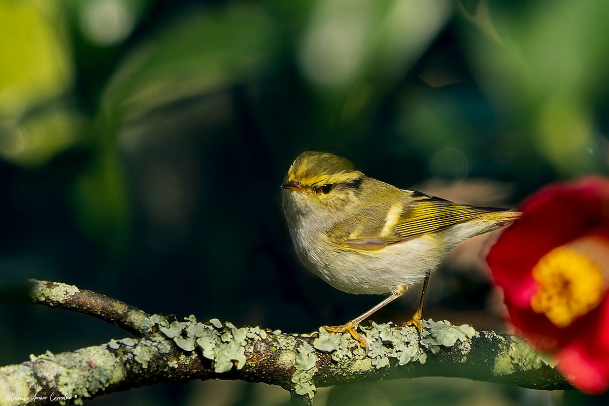 Pallas's Leaf Warbler - ML630592457