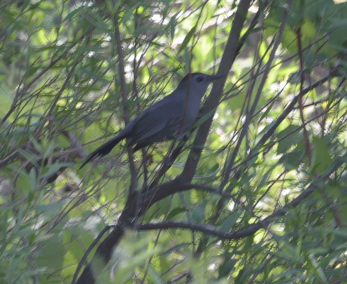 Gray Catbird - C.V. Vick