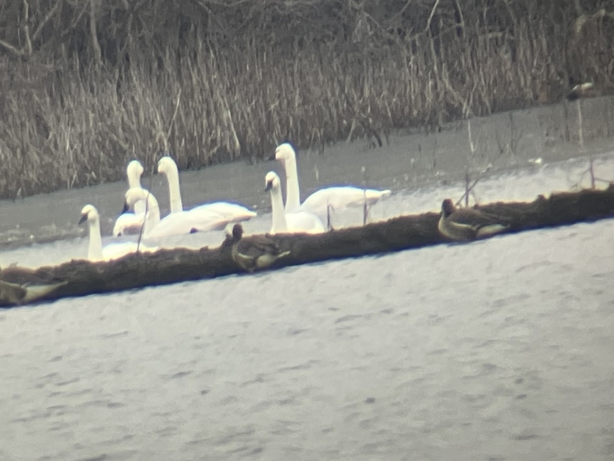 Tundra Swan - ML630592798