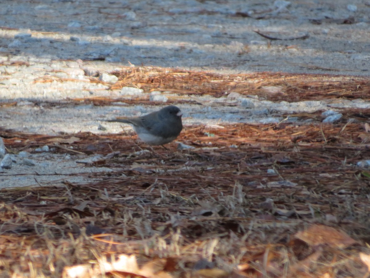 Dark-eyed Junco - ML630593278