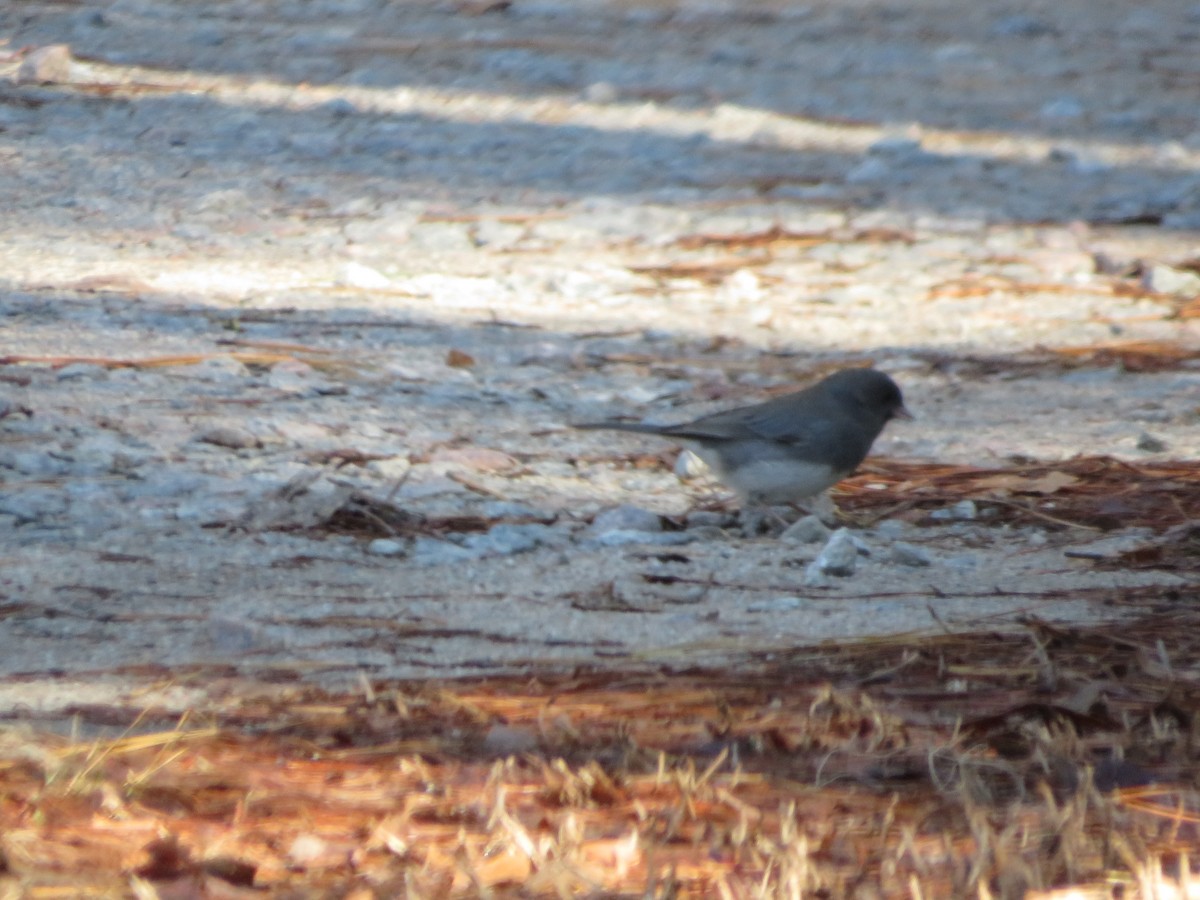 Dark-eyed Junco - ML630593279