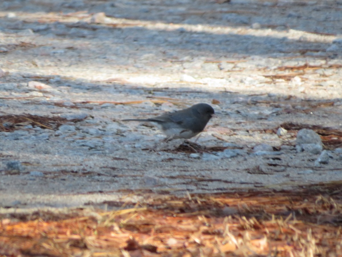 Dark-eyed Junco - ML630593280