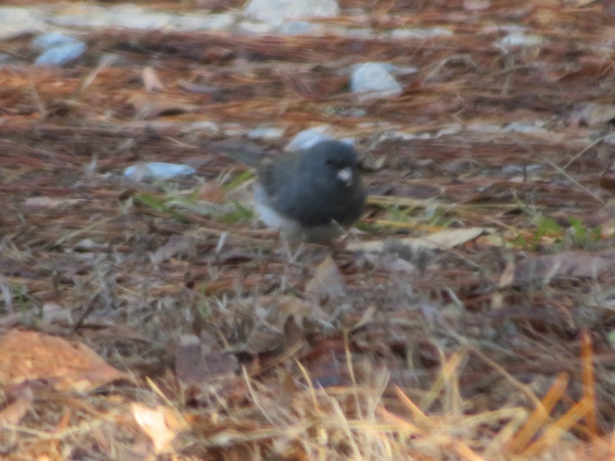 Dark-eyed Junco - ML630593281