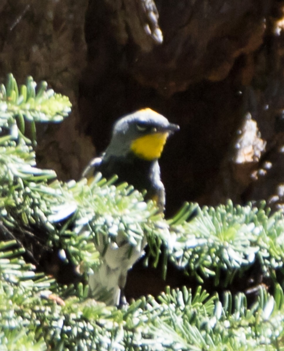 Yellow-rumped Warbler (Audubon's) - Susan Nagi