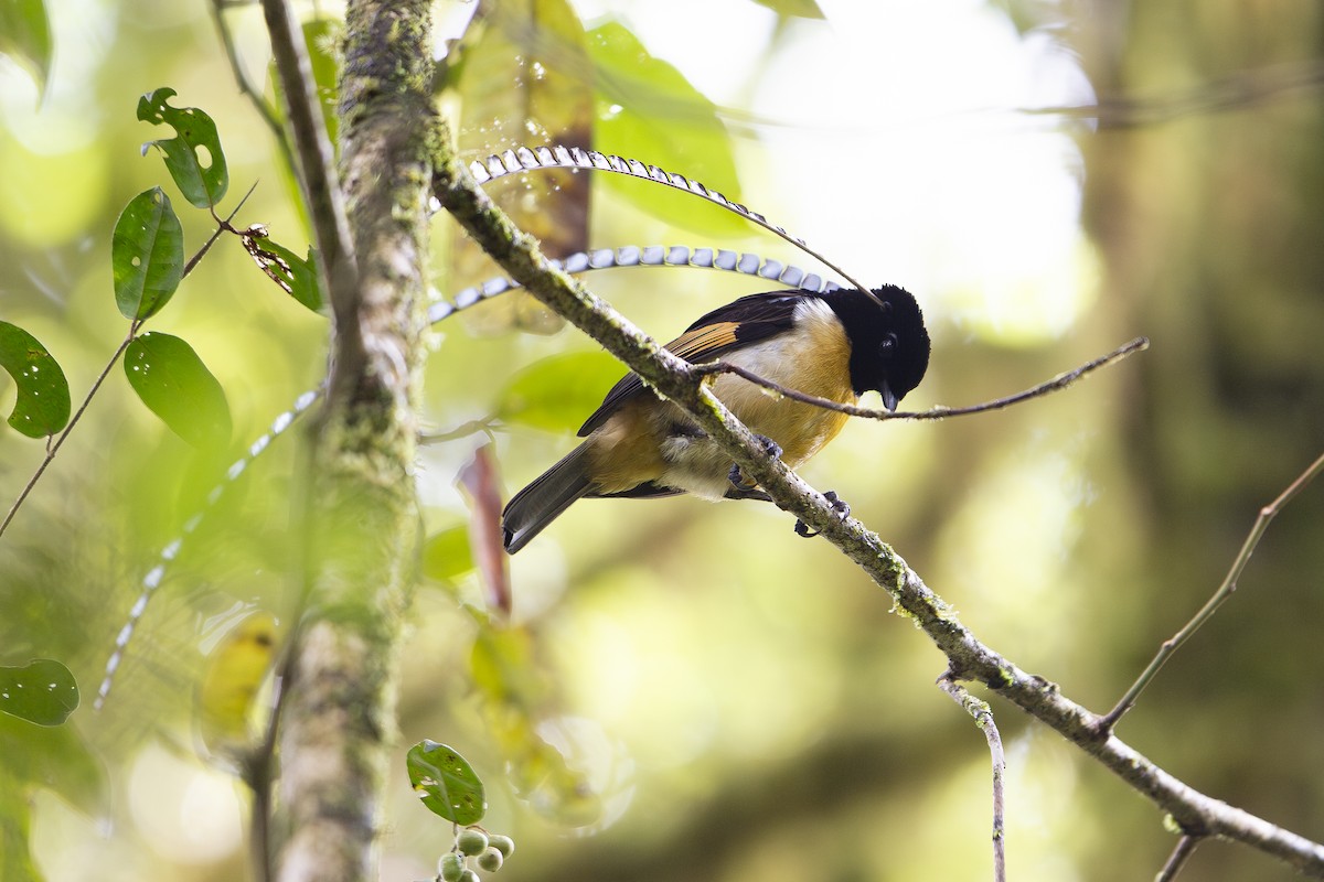King-of-Saxony Bird-of-Paradise - ML630593551