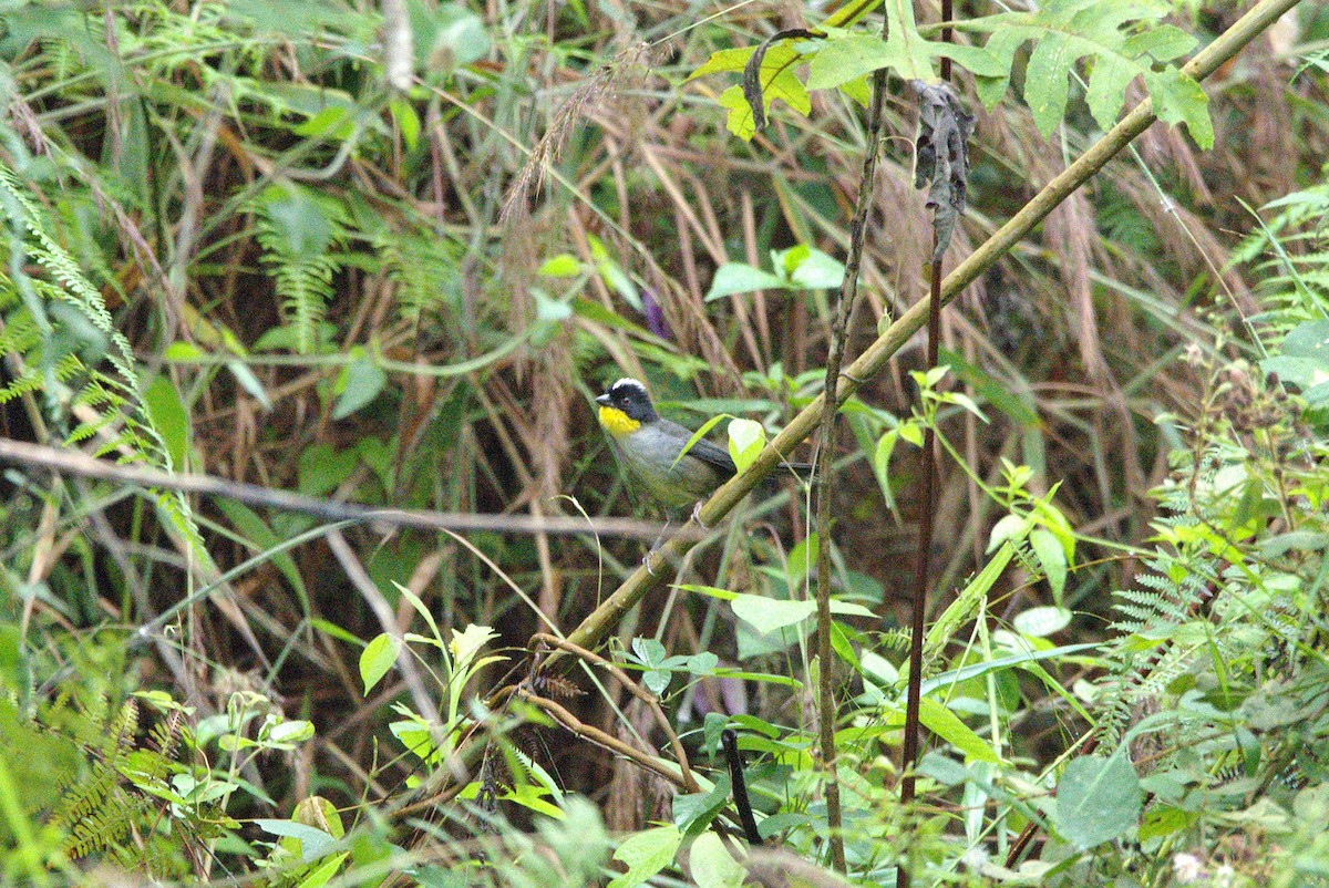 White-naped Brushfinch - ML630593562