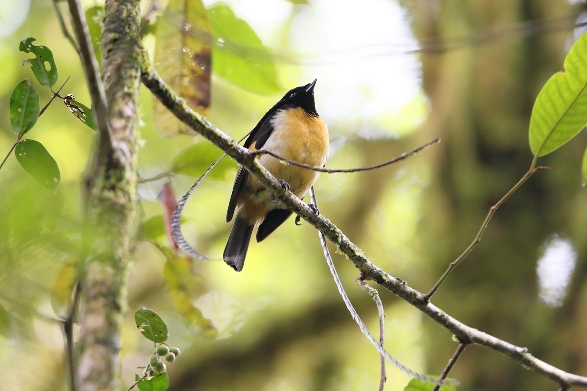 King-of-Saxony Bird-of-Paradise - ML630593630
