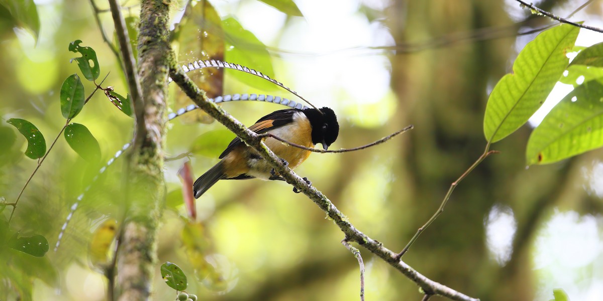 King-of-Saxony Bird-of-Paradise - ML630593631