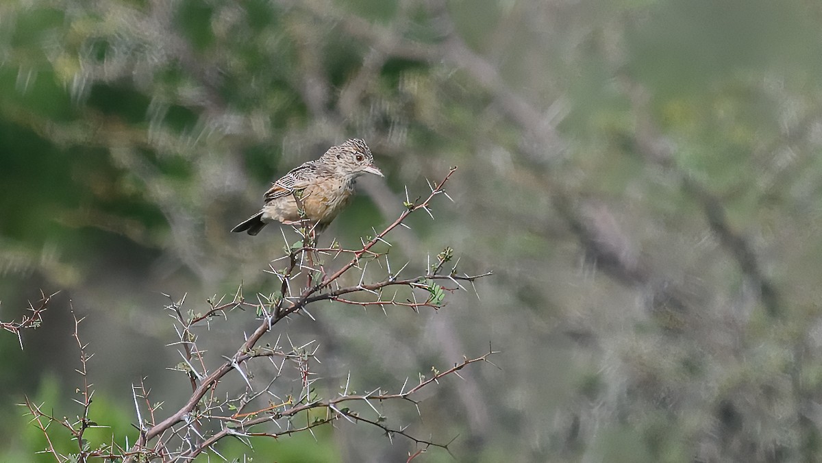 Flappet Lark - ML630593843