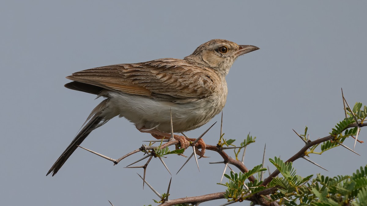 Fawn-colored Lark - ML630593898
