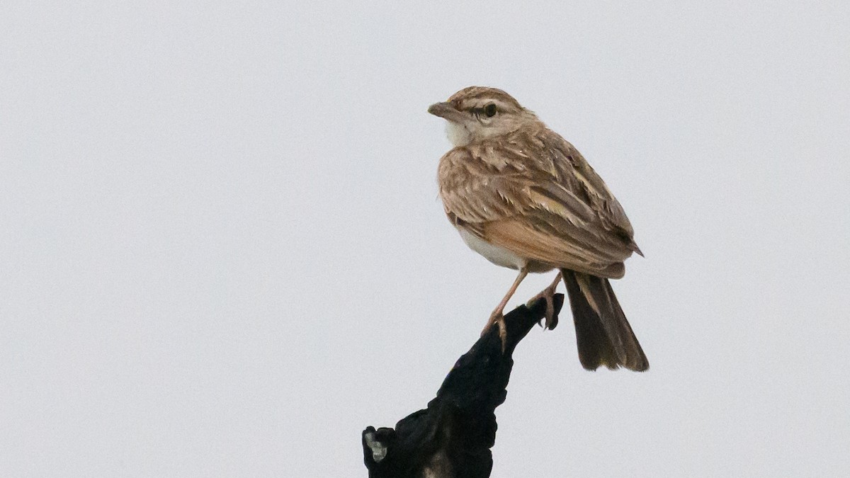 Flappet Lark - ML630593915