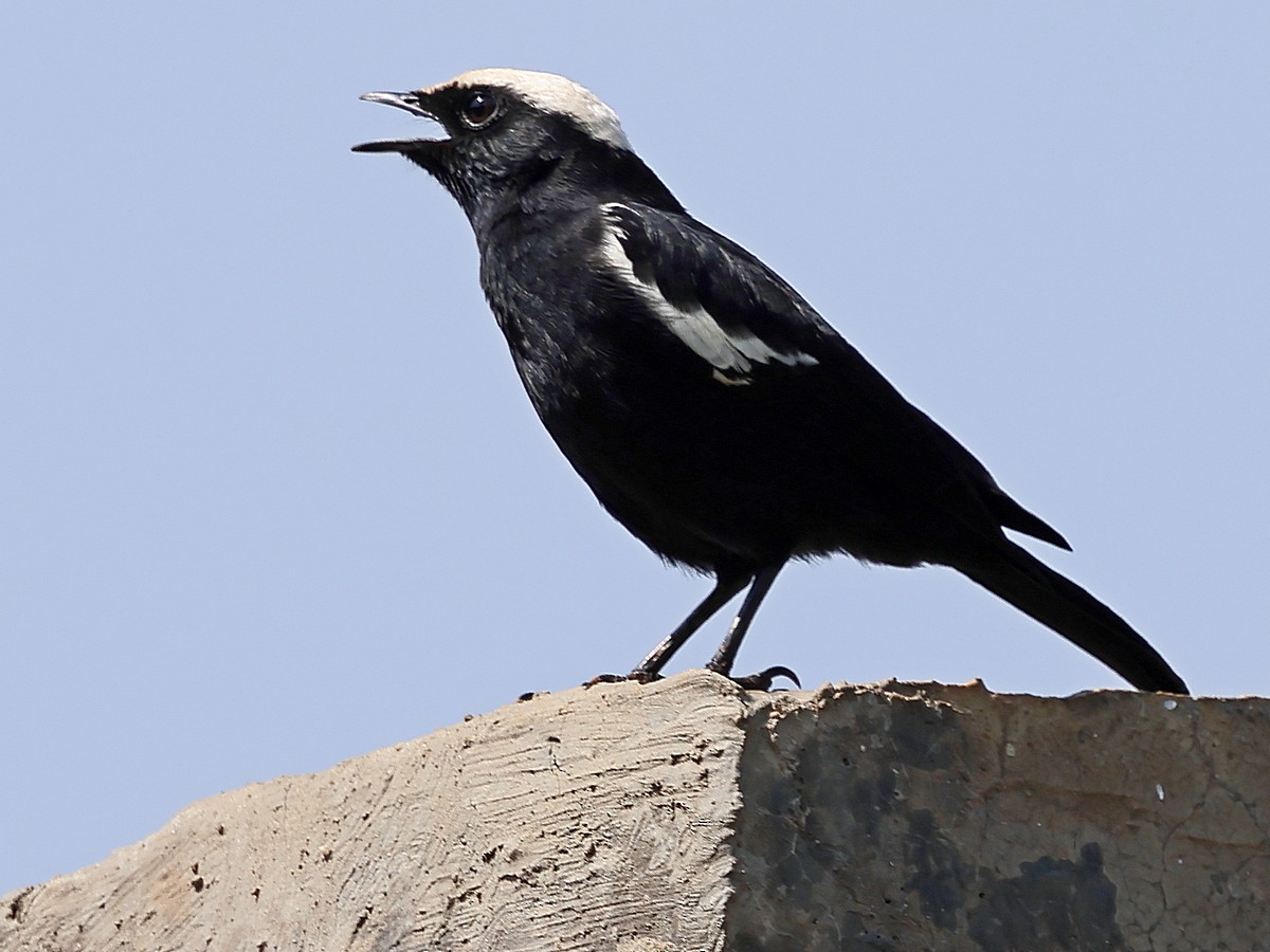 Arnot's Chat (Ruaha) - ML630593954