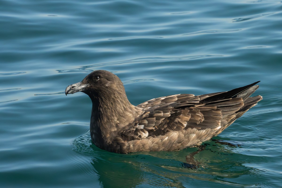 Brown Skua - Antonio Rodriguez-Sinovas