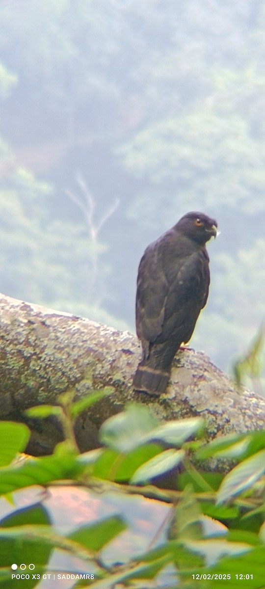 White-rumped Hawk - ML630594120