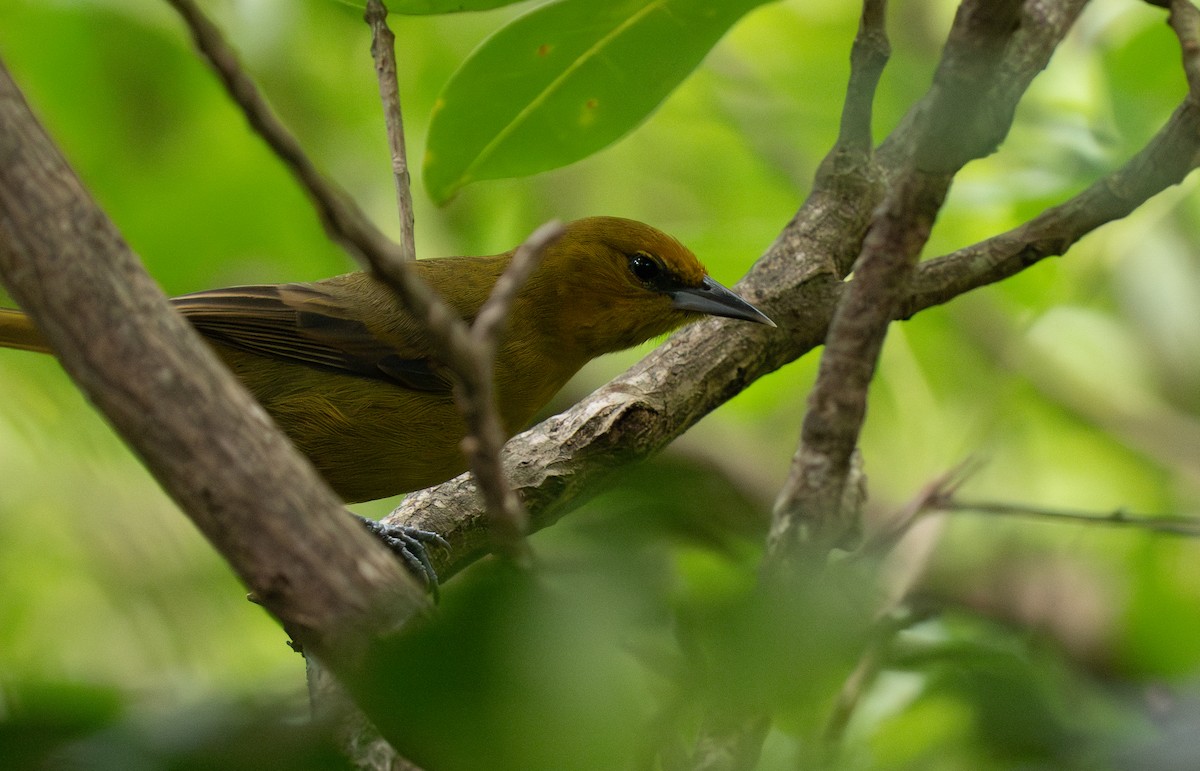 Montserrat Oriole - ML630594133