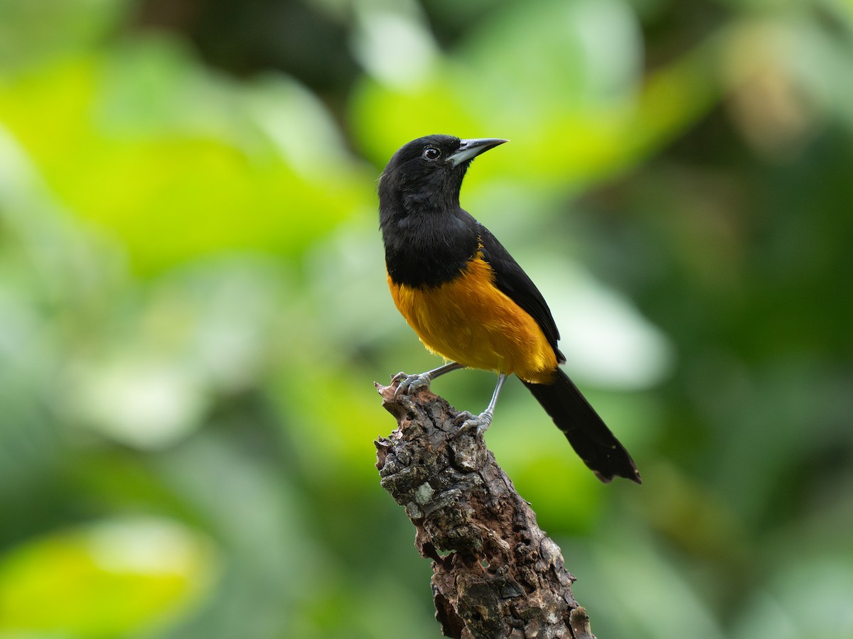Montserrat Oriole - ML630594135