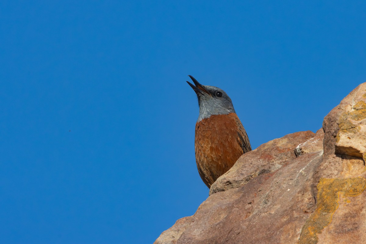Cape Rock-Thrush - Antonio Rodriguez-Sinovas