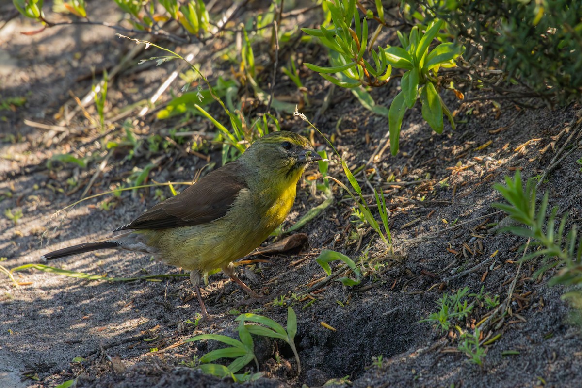 Cape Siskin - Antonio Rodriguez-Sinovas