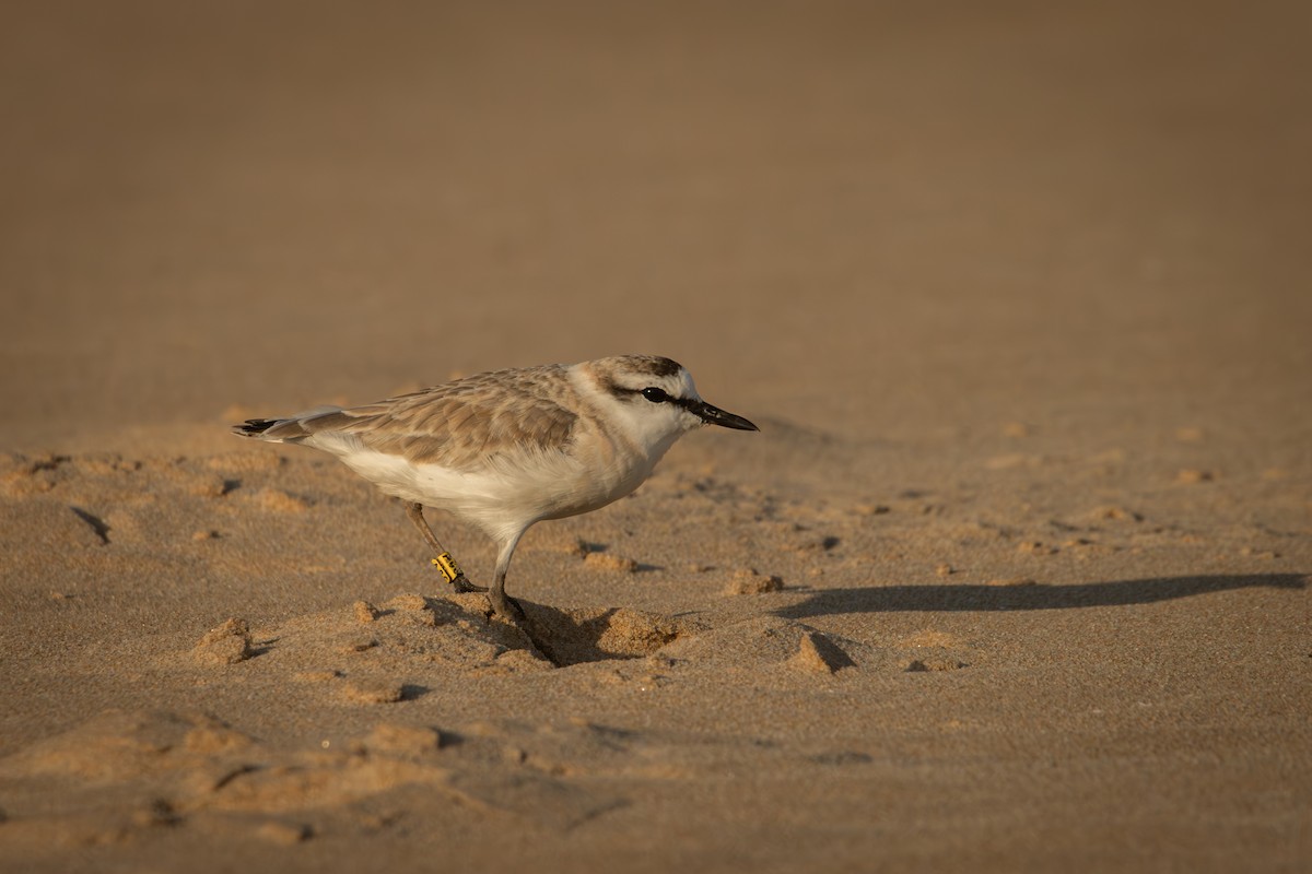 White-fronted Plover - Antonio Rodriguez-Sinovas