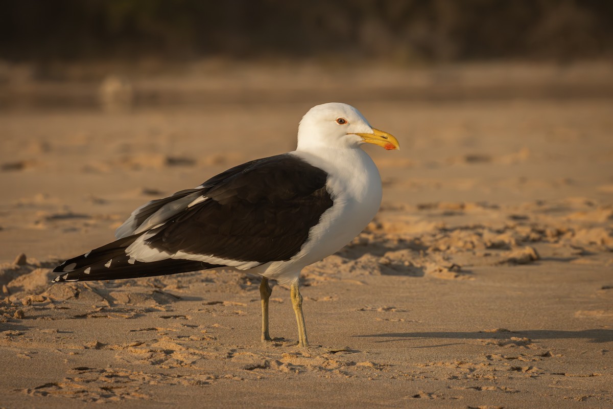 Kelp Gull - Antonio Rodriguez-Sinovas