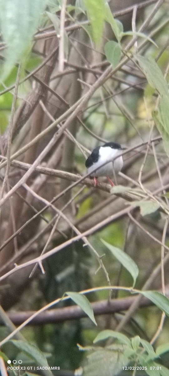 White-bearded Manakin - ML630594351