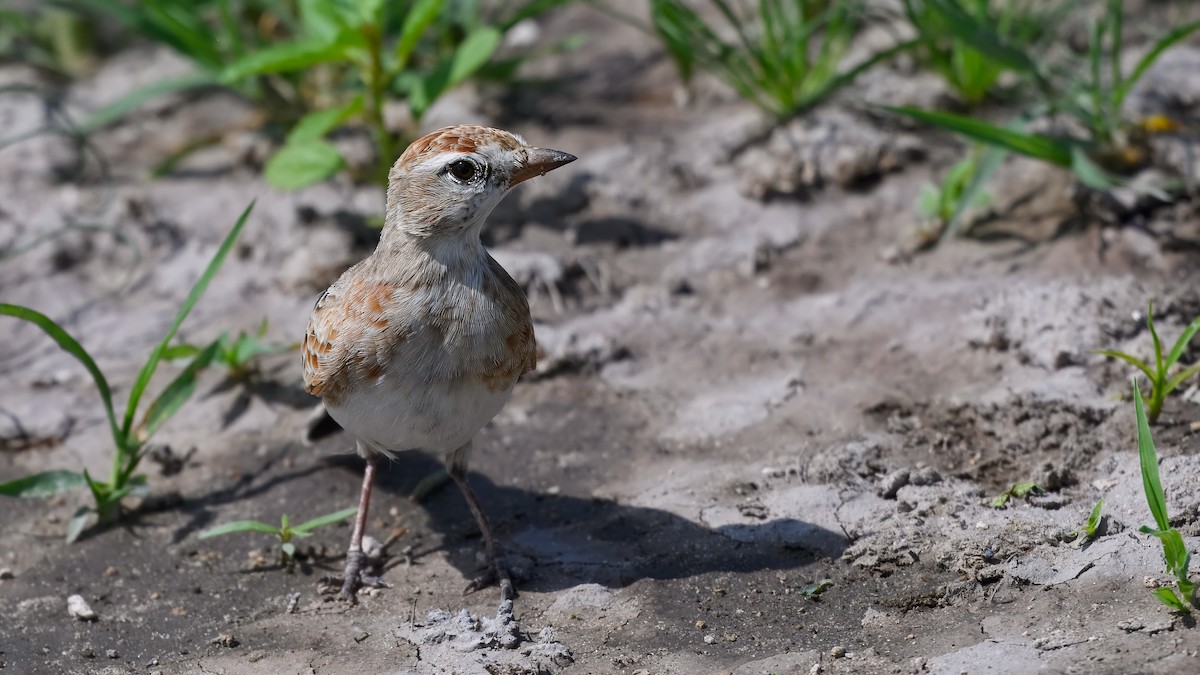 Red-capped Lark - ML630594608