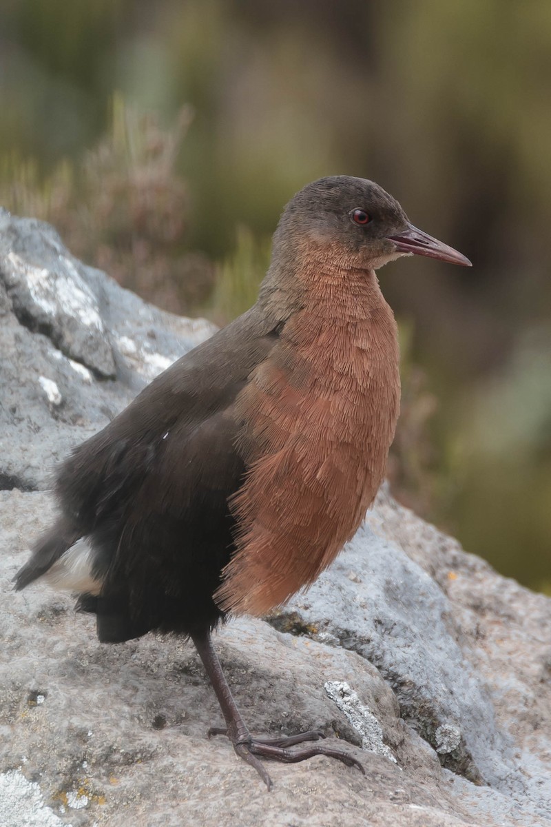 Rouget's Rail - ML630594662
